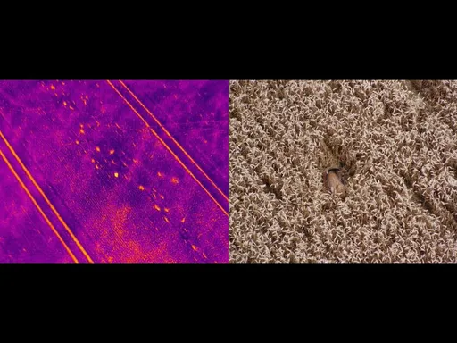 Hledání srnčat při žních