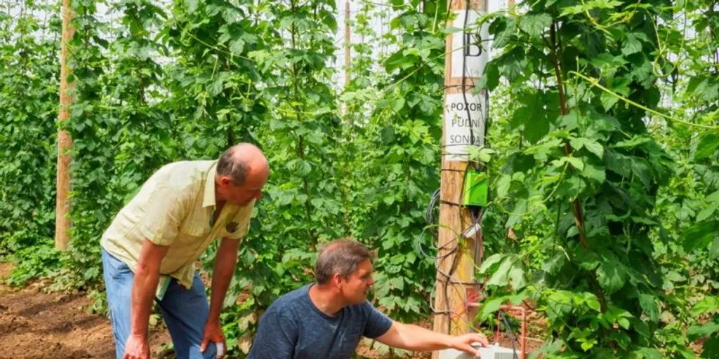 Plzeňský Prazdroj vytvořil první aplikaci na světě, která pěstitelům poradí, kdy a jak zavlažovat chmel